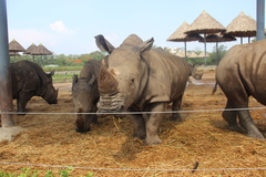 Ceratotherium simum