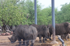 Ceratotherium simum