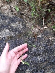 Odontites vernus