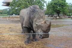 Ceratotherium simum