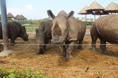 Ceratotherium simum