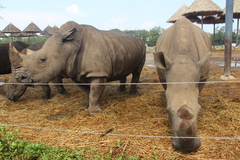 Ceratotherium simum