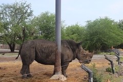 Ceratotherium simum