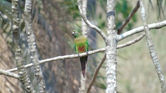 Pyrrhura frontalis