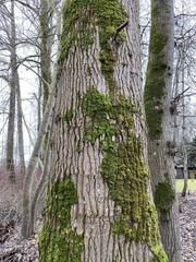 Populus trichocarpa