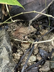 Platymantis corrugatus