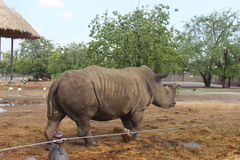 Ceratotherium simum