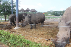 Ceratotherium simum