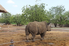 Ceratotherium simum