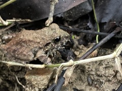 Platymantis corrugatus