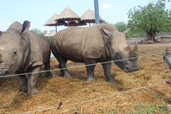 Ceratotherium simum