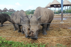 Ceratotherium simum