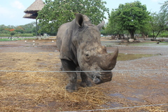 Ceratotherium simum