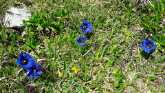 Gentiana clusii