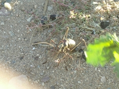Acanthoplus discoidalis