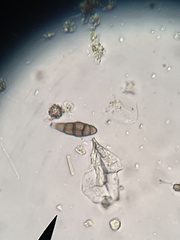 Alternaria