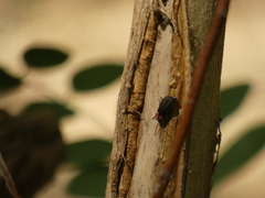 Pyractonema