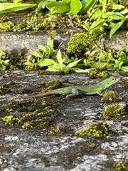 Anolis evermanni