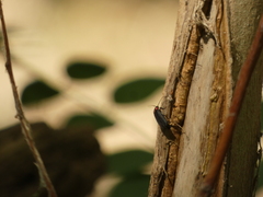 Pyractonema
