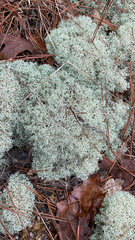 Cladonia evansii