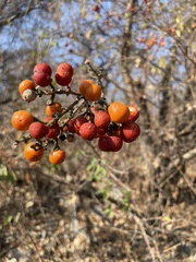 Bunchosia canescens