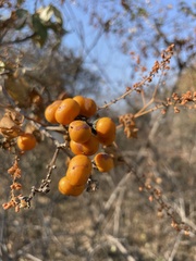 Bunchosia canescens