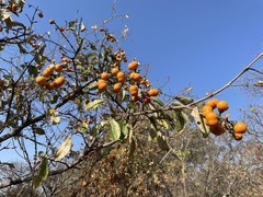 Bunchosia canescens