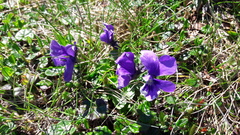 Viola alpina