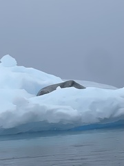 Hydrurga leptonyx