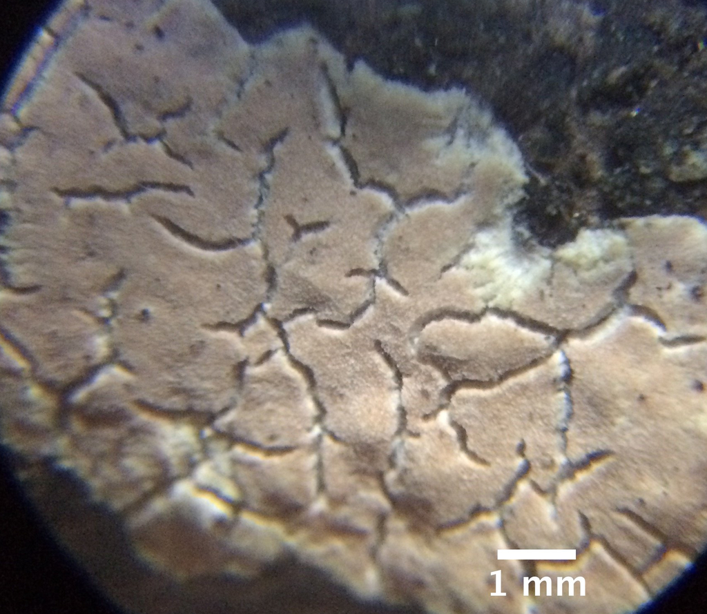 Aleurodiscus penicillatus
