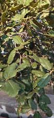 Quercus rugosa