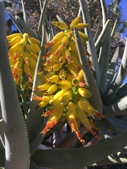 Aloidendron barberae