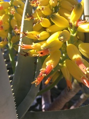 Aloidendron barberae