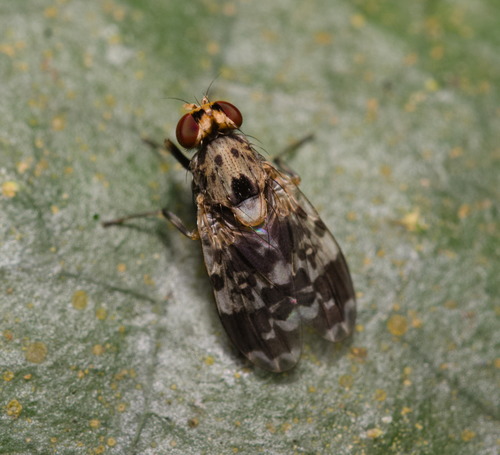 Girinukės nuotrauka