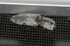 Cryptalaus prosectus