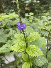 Stachytarpheta urticifolia