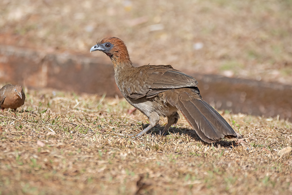 Chestnut-headed Chachalaca illustration