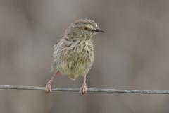 Prinia maculosa