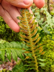Polypodium interjectum
