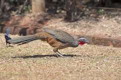 Penelope superciliaris