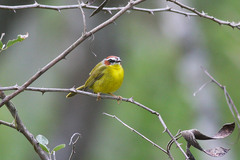 Basileuterus delattrii