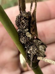 Echinodothis tuberiformis