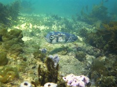 Cochleoceps orientalis