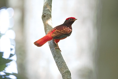 Phoenicircus carnifex