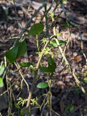 Forestiera segregata