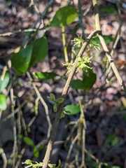Forestiera segregata