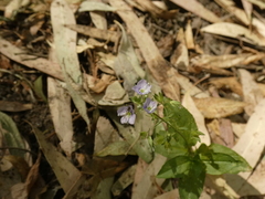 Veronica anagallis-aquatica
