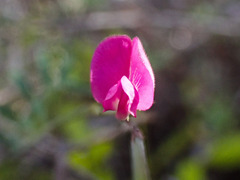Tephrosia capensis