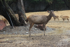Rusa