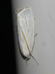 Cryptophasa flavolineata